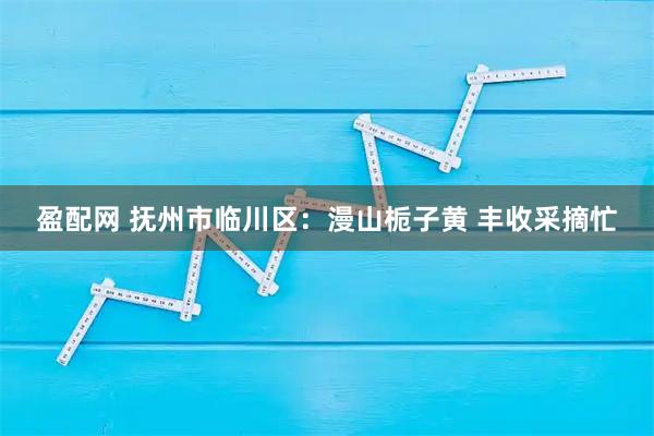 盈配网 抚州市临川区：漫山栀子黄 丰收采摘忙